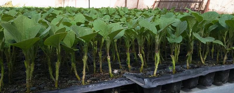 茄子苗期怎么管理，长出2片子叶时进行首次间苗