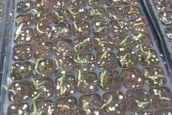 茄子苗期怎么管理，长出2片子叶时进行首次间苗