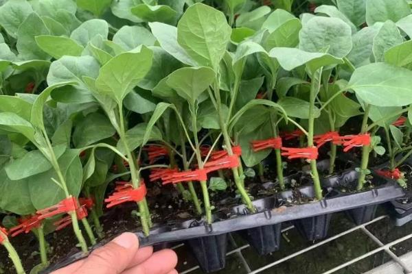 茄子苗期怎么管理，长出2片子叶时进行首次间苗