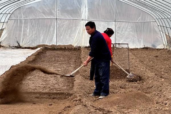 茄子苗期怎么管理，长出2片子叶时进行首次间苗