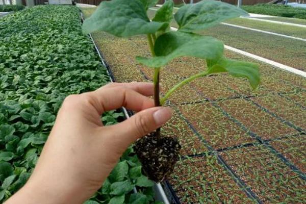 茄子苗期怎么管理，长出2片子叶时进行首次间苗
