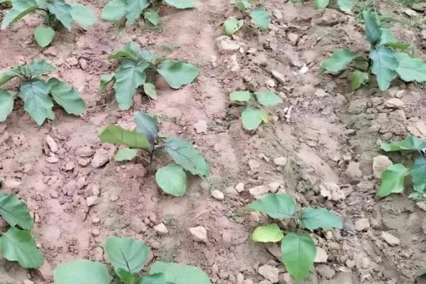茄子苗期怎么管理，长出2片子叶时进行首次间苗