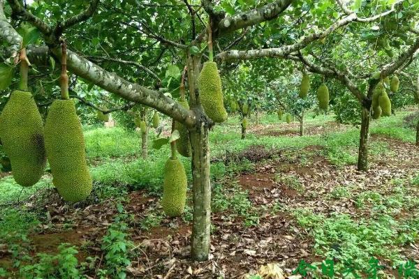 哪里产出的菠萝蜜味道好，海南地区的菠萝蜜品质最佳