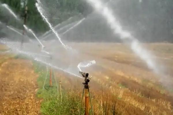 玉米叶子发黄干枯如何解决，因施肥不足所致可追施硫酸锌