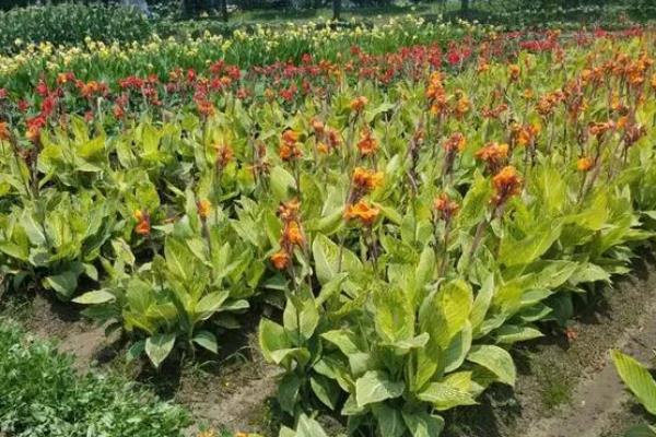 美人蕉的养殖方法，适宜生长温度为16-30℃