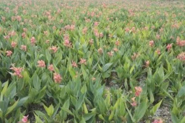 美人蕉的养殖方法，适宜生长温度为16-30℃