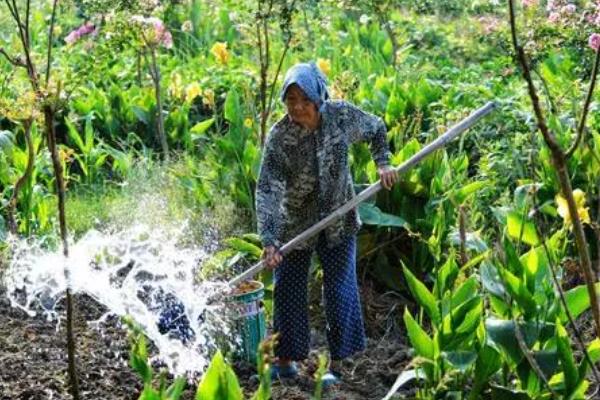 美人蕉的养殖方法，适宜生长温度为16-30℃