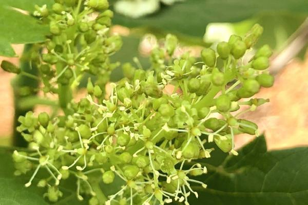 葡萄开花期怎么保果，需合理控温并及时施肥