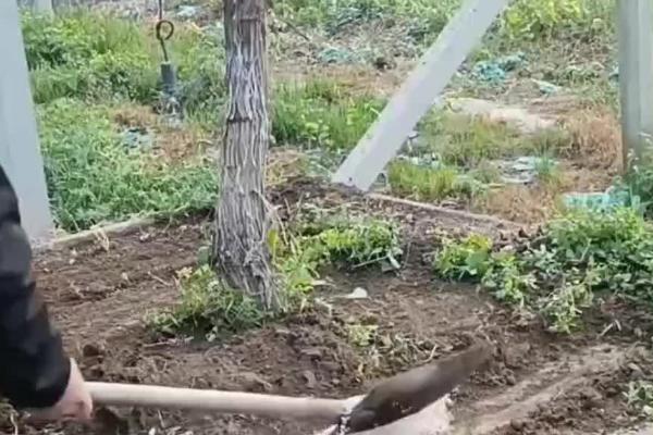 葡萄开花期怎么保果，需合理控温并及时施肥