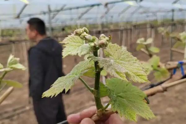 葡萄开花期怎么保果，需合理控温并及时施肥