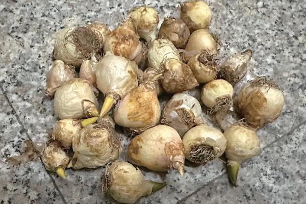 风信子花开后如何处理，需及时修剪枝花