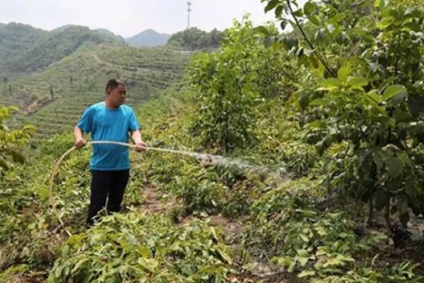 盆栽核桃树的养殖技巧，需要在栽种前施加底肥