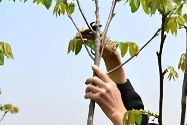 盆栽核桃树的养殖技巧，需要在栽种前施加底肥