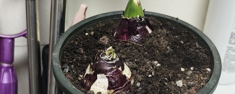 风信子花开后如何处理，需及时修剪枝花