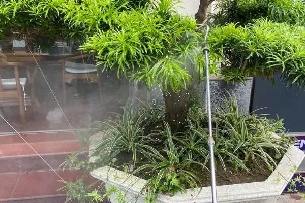 卷柏的简介，属于卷柏科土生或石生复苏植物