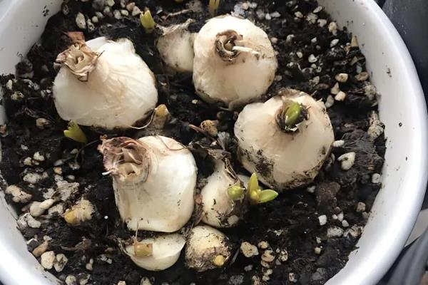 风信子花开后如何处理，需及时修剪枝花