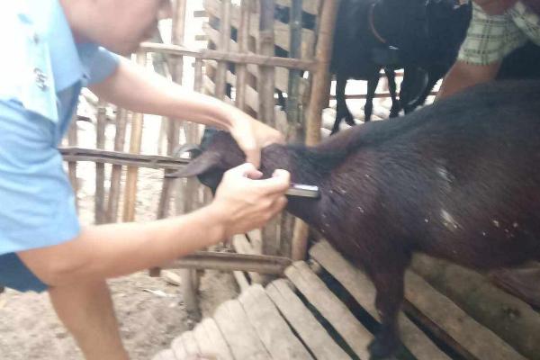 羊为什么不吃草，可能是患有疾病、气温高、草料不新鲜所致