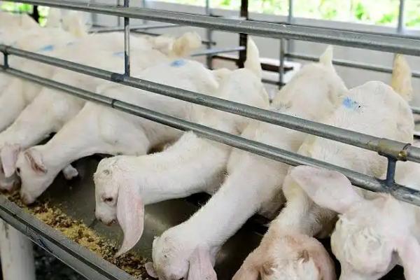 羊为什么不吃草，可能是患有疾病、气温高、草料不新鲜所致