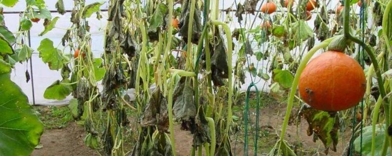 大棚里面容易出现哪些病害，常见霜霉病、白粉病、炭疽病等类型