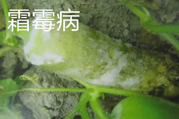 大棚里面容易出现哪些病害，常见霜霉病、白粉病、炭疽病等类型