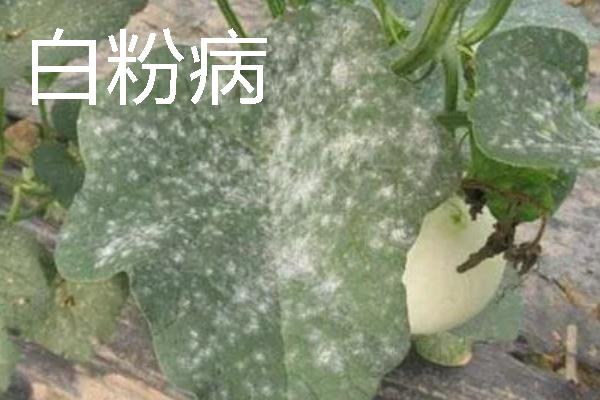 大棚里面容易出现哪些病害，常见霜霉病、白粉病、炭疽病等类型