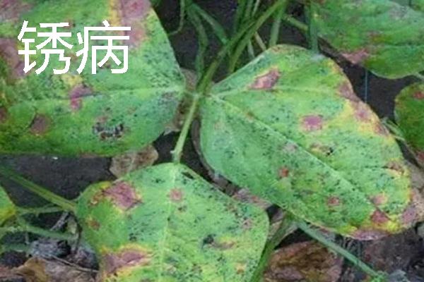 大棚里面容易出现哪些病害，常见霜霉病、白粉病、炭疽病等类型