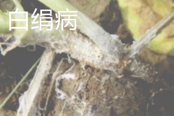 大棚里面容易出现哪些病害，常见霜霉病、白粉病、炭疽病等类型