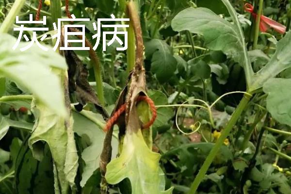 大棚里面容易出现哪些病害，常见霜霉病、白粉病、炭疽病等类型