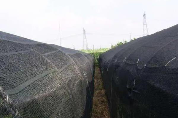 大棚里面容易出现哪些病害，常见霜霉病、白粉病、炭疽病等类型