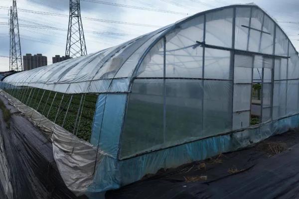 大棚里面容易出现哪些病害，常见霜霉病、白粉病、炭疽病等类型