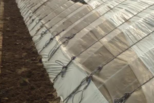 大棚里面容易出现哪些病害，常见霜霉病、白粉病、炭疽病等类型