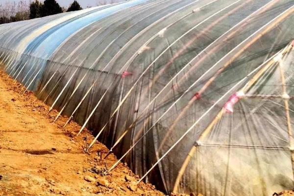 大棚里面容易出现哪些病害，常见霜霉病、白粉病、炭疽病等类型