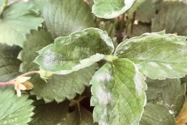 怎么防治草莓褐角斑病和根腐病，种植前用多菌灵浸苗消毒具有防效