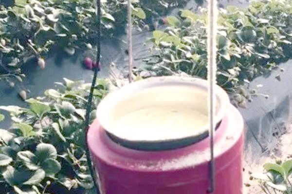 怎么防治草莓褐角斑病和根腐病，种植前用多菌灵浸苗消毒具有防效