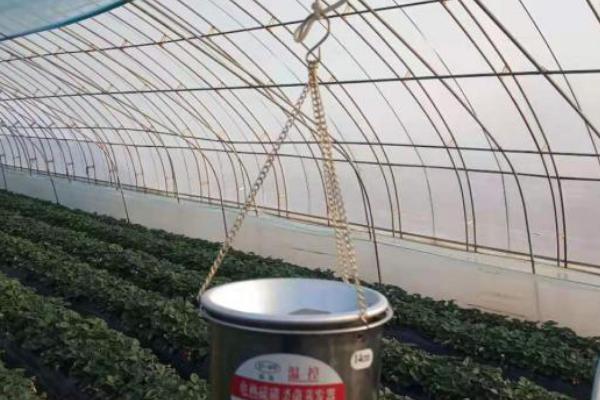 怎么防治草莓褐角斑病和根腐病，种植前用多菌灵浸苗消毒具有防效