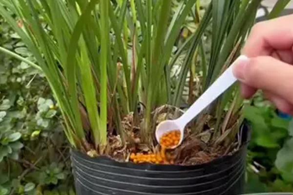 柳树皮发酵种兰花的方法，切碎消毒后再密封发酵2个月左右