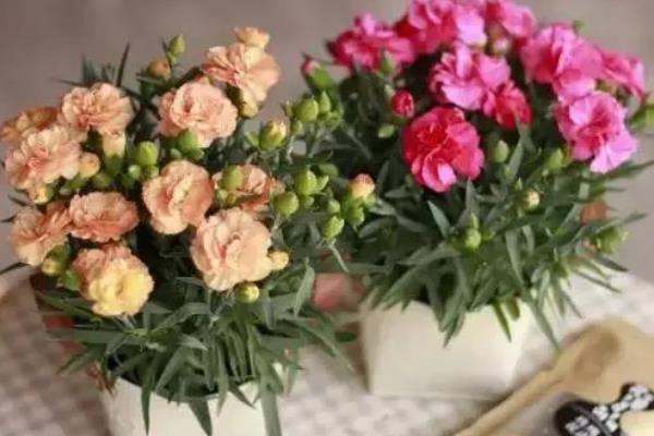 康乃馨长得很细如何解决，缺少光照时要转移到向阳处养护