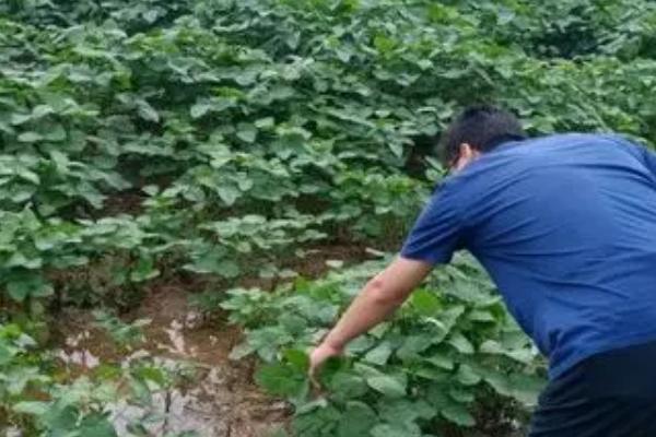 大豆鼓粒期如何施肥,可根外喷肥