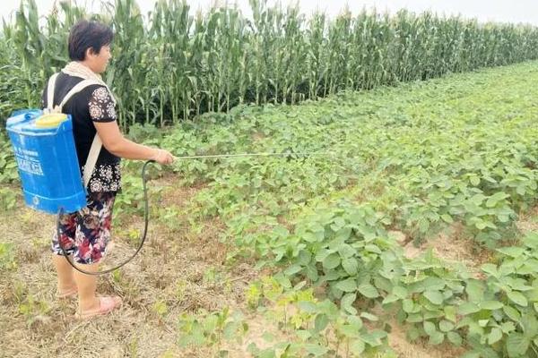 大豆鼓粒期如何施肥,可根外喷肥