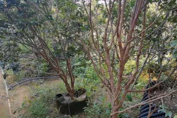 嘉宝果是哪种水果，是一种热带水果