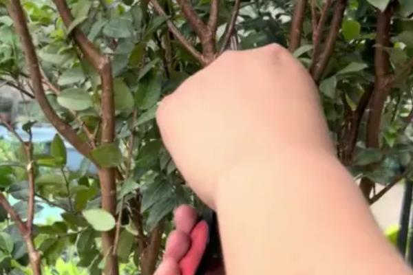 嘉宝果是哪种水果，是一种热带水果