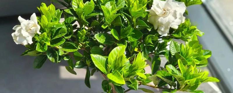 栀子花的养护方法，每隔几天就要浇一次水