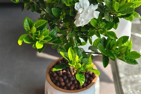 栀子花的养护方法，每隔几天就要浇一次水