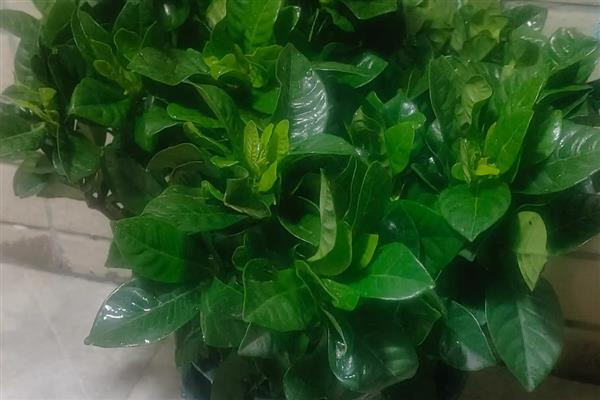 栀子花的养护方法，每隔几天就要浇一次水
