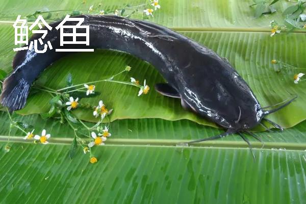 4号千又钩能不能钓大草鱼，即便是7-10斤的草鱼也能垂钓