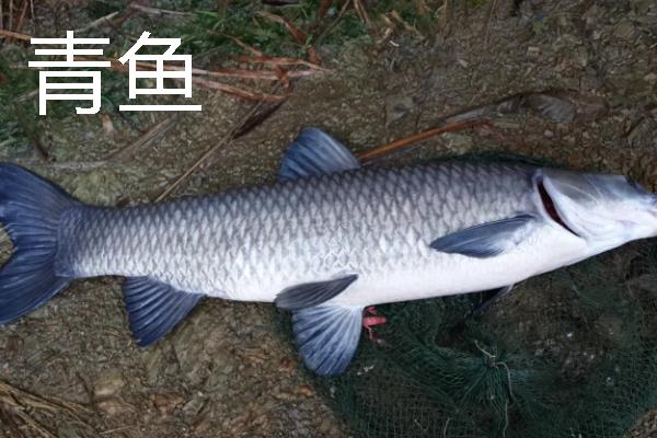 4号千又钩能不能钓大草鱼，即便是7-10斤的草鱼也能垂钓