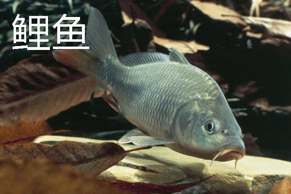 4号千又钩能不能钓大草鱼，即便是7-10斤的草鱼也能垂钓