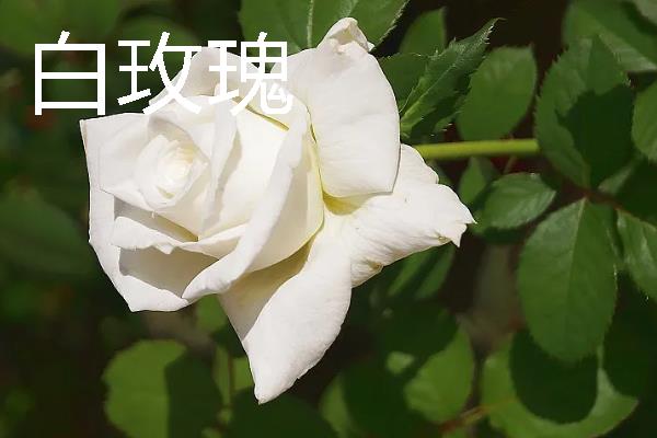玫瑰花的价格，平时不过节一朵只需5-10元左右