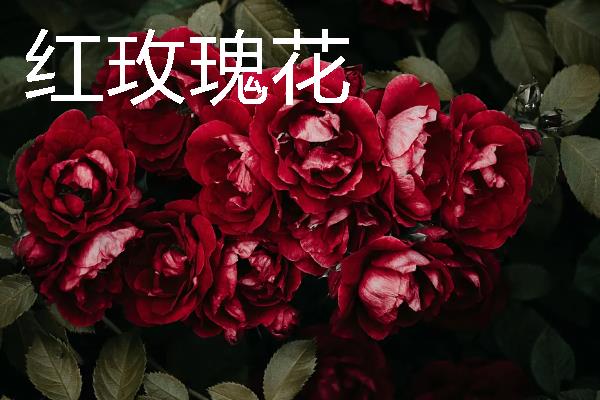 玫瑰花的价格，平时不过节一朵只需5-10元左右