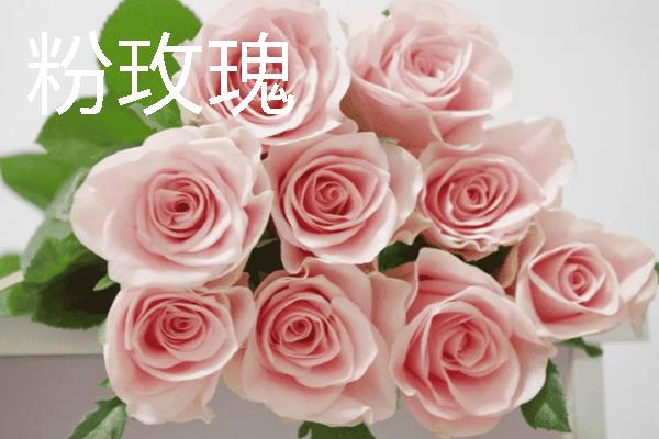 玫瑰花的价格，平时不过节一朵只需5-10元左右